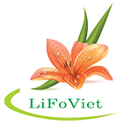 Hoa Lily