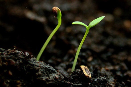 8 bước nhân giống hoa ly bằng phương pháp gieo hạt