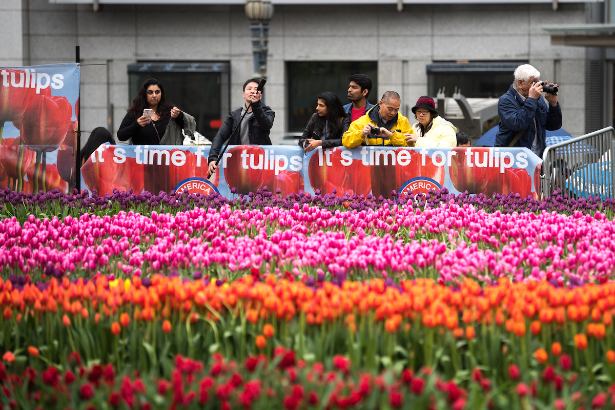 Triển lãm hoa Tulip tại Quảng trường Union của San Fransisco