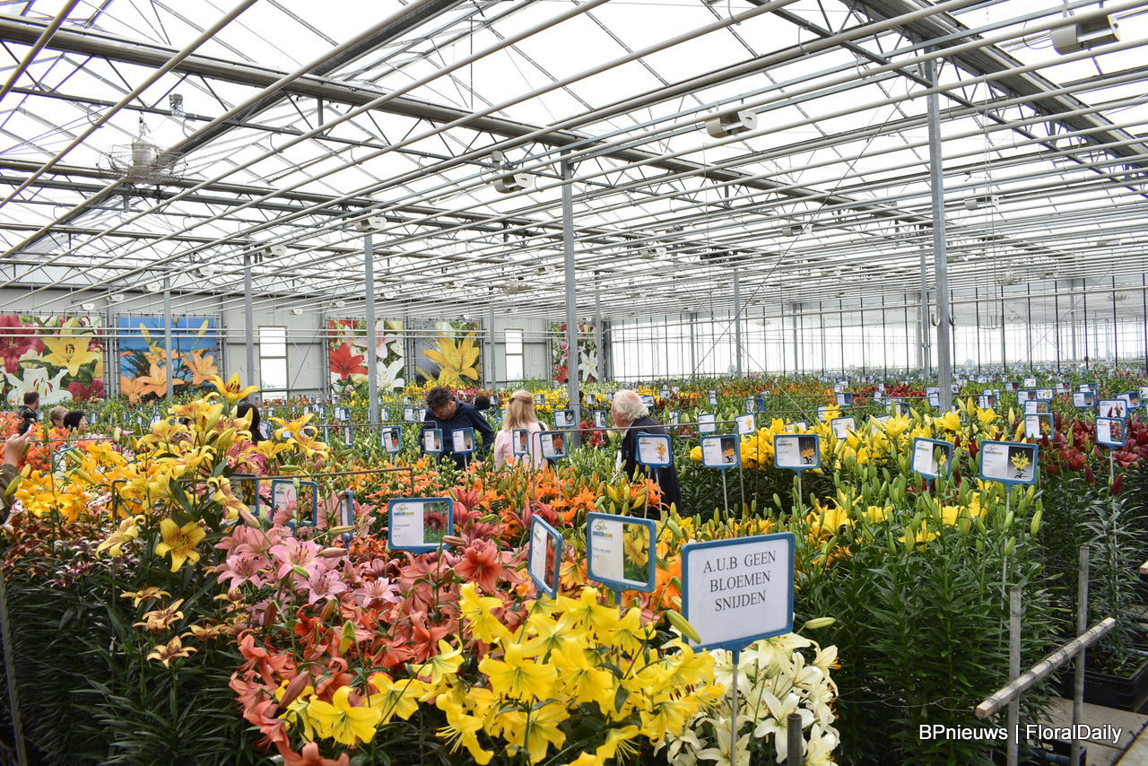Ngày Hoa Lily Hà Lan: Dutch Lily Days 2025