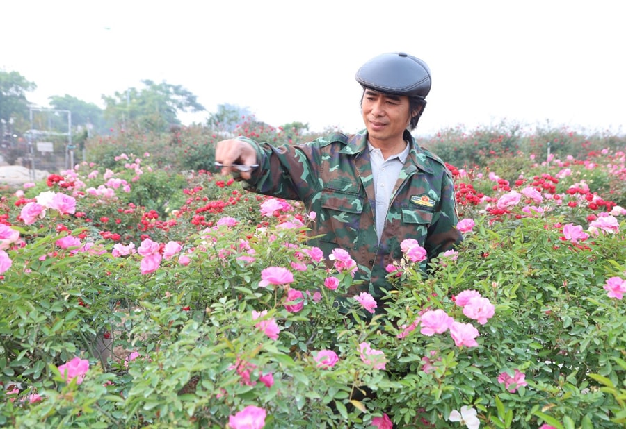 Nông dân Mê Linh tất bật vào vụ hoa Tết Ất Tỵ 2025