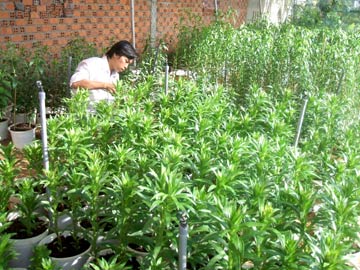 Xây dựng mô hình trồng hoa ly trong chậu tại Phú Yên
