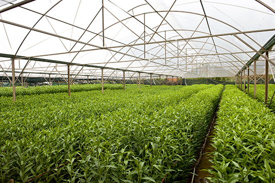 Mô hình trồng hoa ly huyện Phúc Thọ giúp nông dân nâng cao thu nhập