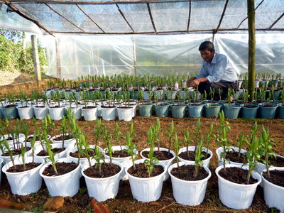 Triển khai mô hình trồng hoa ly gốc Hà Lan tại Bồng Sơn