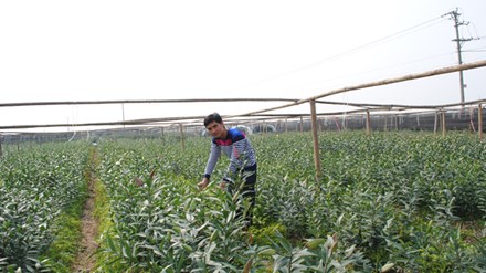 Hà Nội: Làm giàu từ thuê đất trồng hoa ly