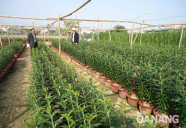 Đà Nẵng: Tận dụng đất trống trồng rau, hoa Tết