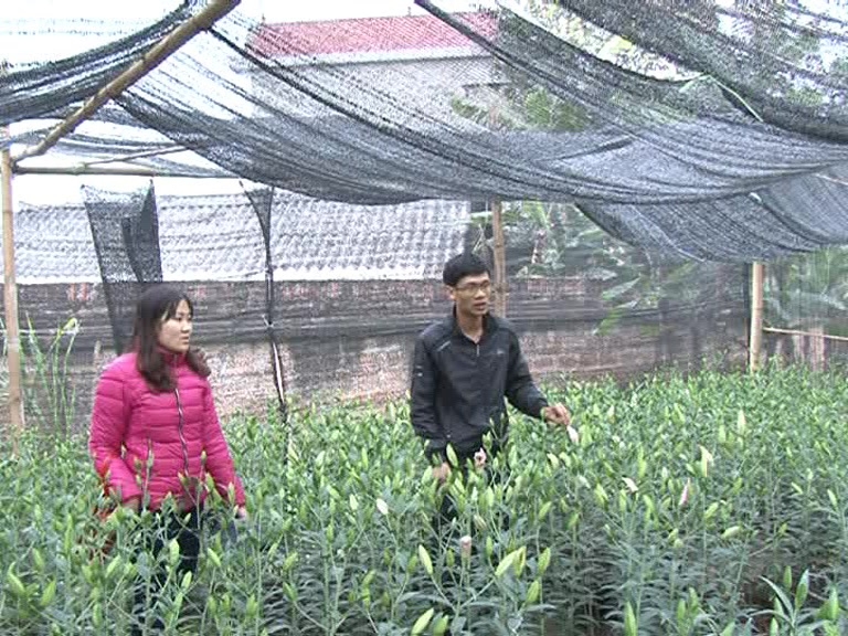 Phú Thọ: Mô hình trồng hoa ly trên vùng đất trung du Hạ Hòa