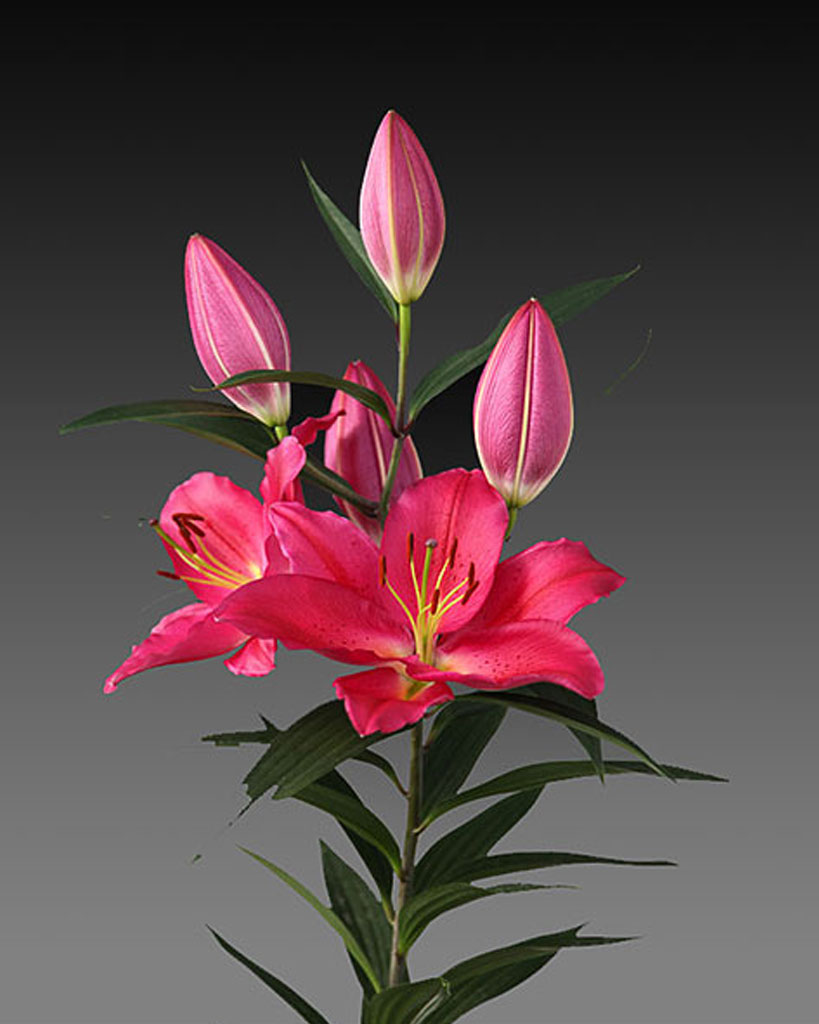 Hoa ly Tarrango