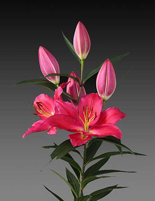 Hoa ly Tarrango