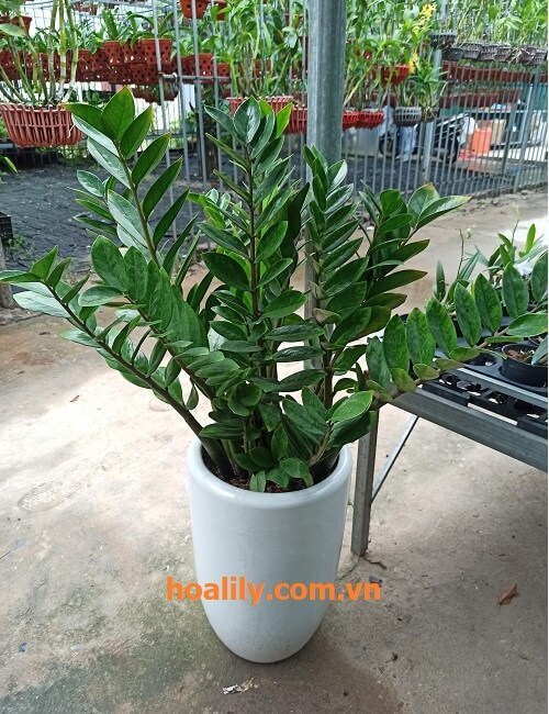 Cây Kim Tiền Đen - Zamioculcas Zamiifolia “RAVEN” | OnlyPlants VN - Thế  giới Kiểng lá và Cây trồng trong nhà