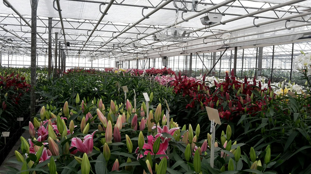 công ty, xuất khẩu, củ giống, hoa ly, de jong lilies, hà lan, củ giống hoa ly